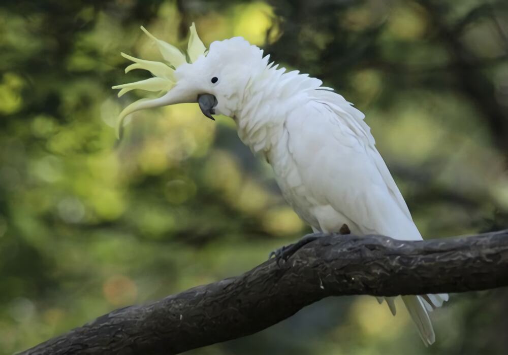 小葵花凤头鹦鹉身份信息