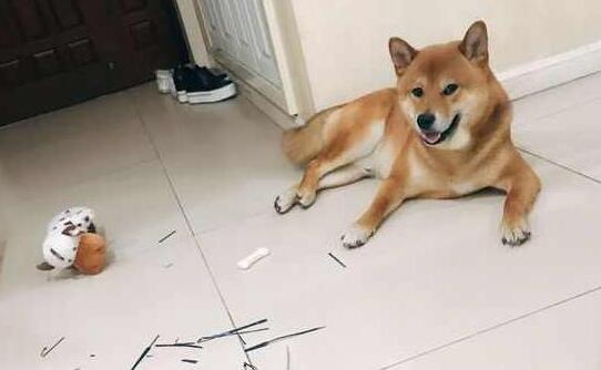 主人下班回家,柴犬笑眯眯地门口迎接,走进门主人却不那么高兴了