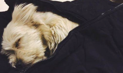 小狗用衣服裤子包囊着被抛弃在公交车站牌,看见窗前的小可怜,我下了车