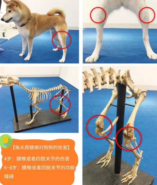 这几类狗狗爬楼梯,等于吃了“慢性毒药”......
