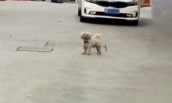 同为比熊犬,命运竟千差万别,流浪比熊的眼里满是羡慕!