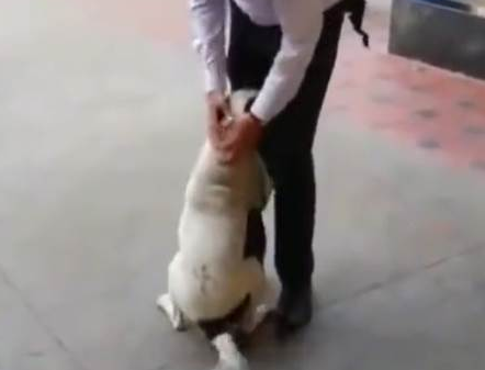 流浪狗街头看到恩人开心撒娇-最后目送恩人离开