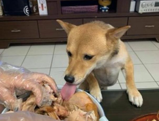柴犬趁主人不留意的情况下,用舌头舔了下烤鸡腿,一海碗全是它的了!