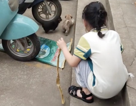 四只小土狗被遗弃在校门口,先后被家长和老师领养走