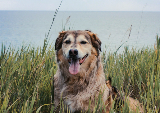 救命呀！我家狗子是大禽兽！它…它竟然睡了它亲妈…...