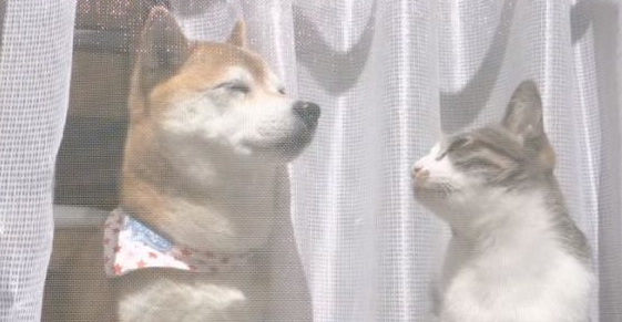 猫狗好朋友门边晒太阳 暖烘烘超舒服的感觉