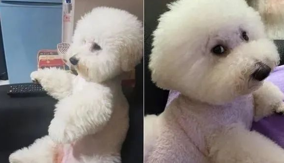 个性如大爷般的比熊犬,这到底谁才是主人,谁才是宠物?