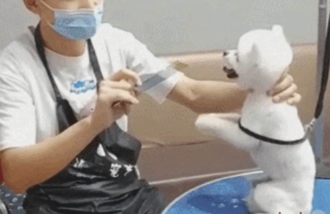 美容师提前准备剪头发,狗狗不断拜托,求别把美狗狗整丑!