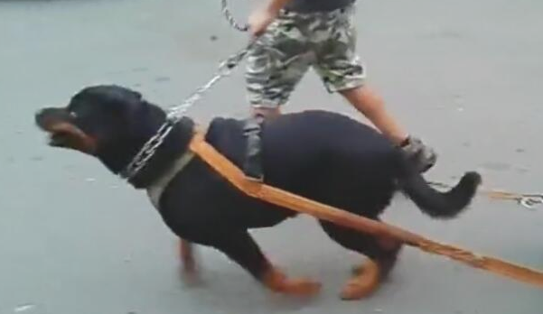 狗狗拉几十斤轮胎训炼,每日都累趴,狗:主人能盈利就行