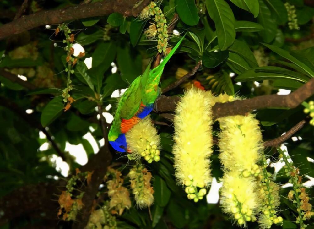 彩虹吸蜜鹦鹉身份信息