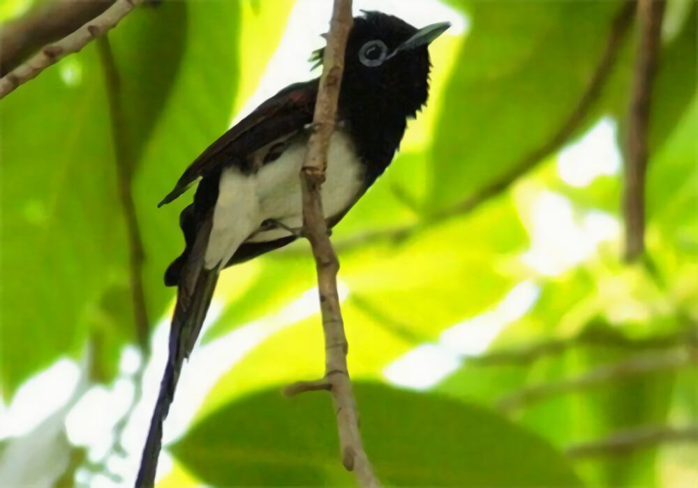 紫寿带身份信息