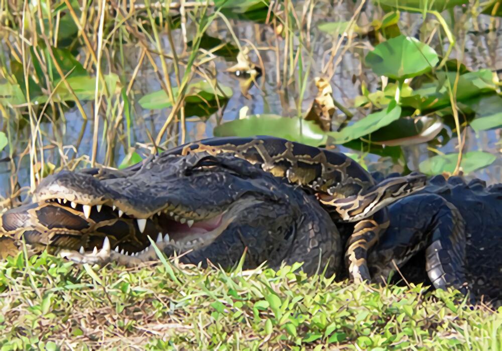 缅甸蟒身份信息