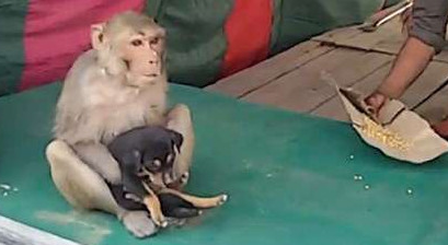 猴子抱着小狗流落街头，死活不肯松手
