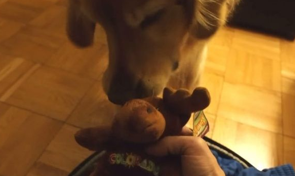 超现实黄金猎犬 主人回家热情迎接后要拿礼物