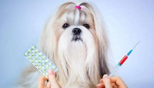 狗狗四个月才打疫苗会不会太晚