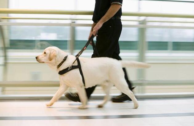 一只导盲犬成本高达22万,还需要保姆伺候:是谁把它们吹成神犬?