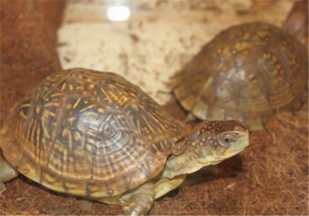 三趾箱龟身份信息