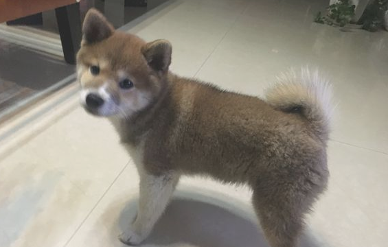 柴犬家里烦闷,它忙里偷闲科学研究起“体操”,狗:主题活动骨筋!