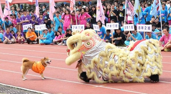 校犬误校庆入舞狮表演 一场即兴表演逗笑同学们