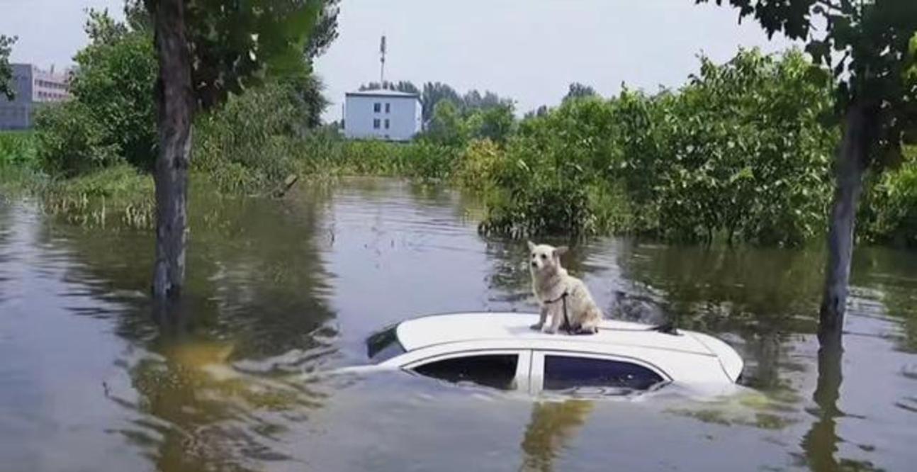 狗命也是命!河南新乡救援力量只顾救人,引发爱犬组织强烈不满