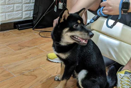 训犬师也被狗咬!柯基看似淡定自若,下秒把训犬师咬得鲜血淋漓