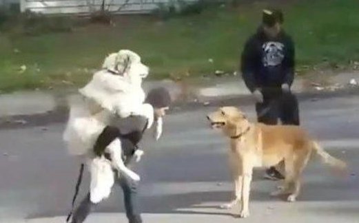 两百斤的阿拉斯加还让主人家身背,金毛狗看过很羡慕嫉妒:因为我要抱抱啊!