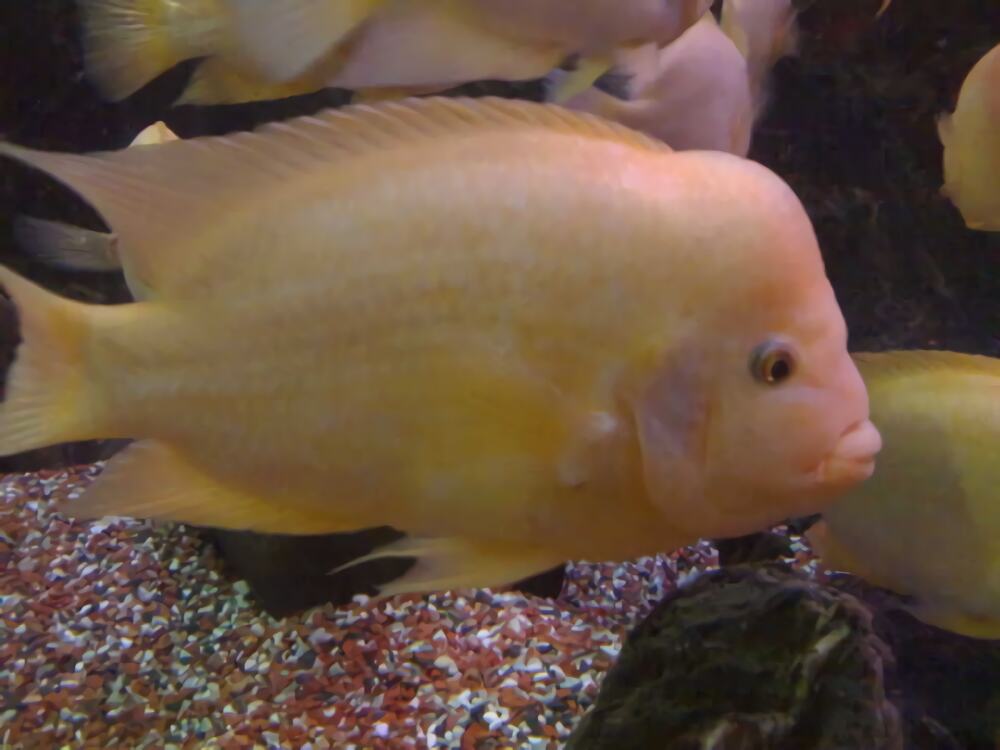 火鹤鱼身份信息