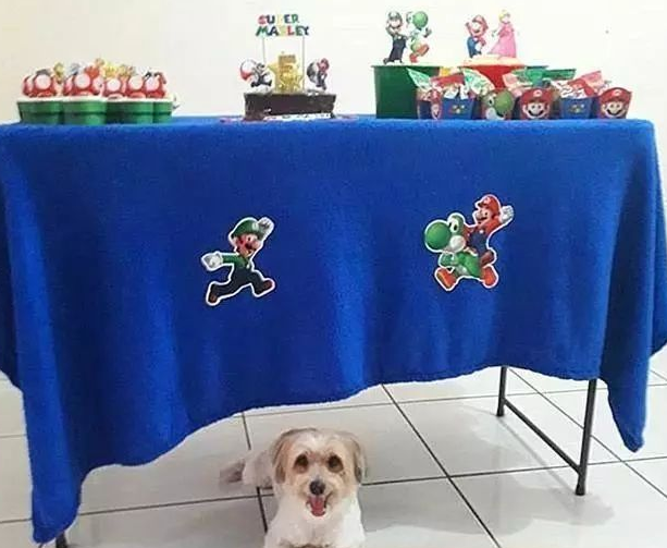 金毛智商高偷爆米花？仅因幼狗贪吃，狗狗挑选用借口蒙骗铲屎官