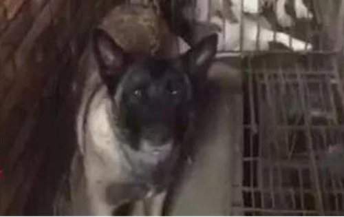 寻找丢失的马犬,却意外救出上百条狗,但她还是没能救下...