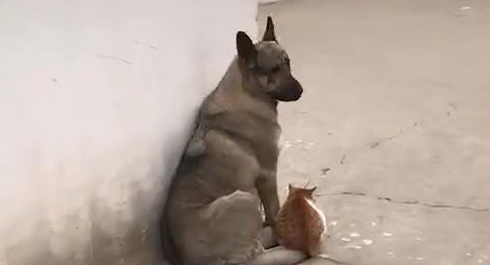 狗跟猫靠在一起日晒,被别人发现后亲了猫一口,网民:真甜美