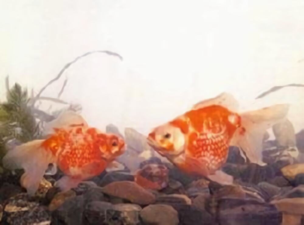 凤尾花珍珠身份信息