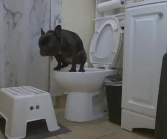 把斗牛犬培养那样的肯定并不是人,上帝?