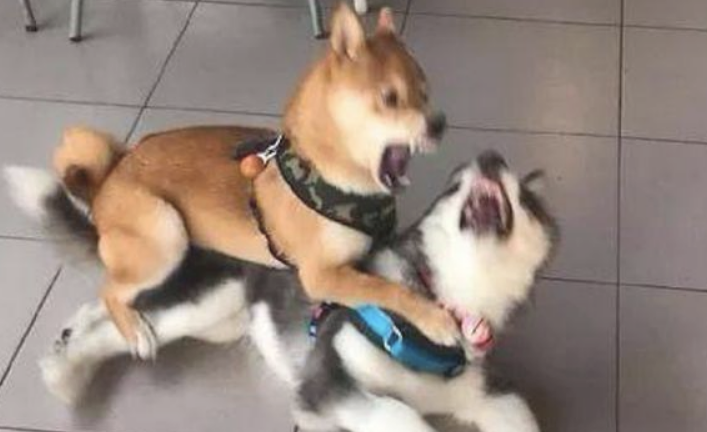 哈士奇认为柴犬好欺压,就上来得罪它,想不到却被柴犬打惨了!