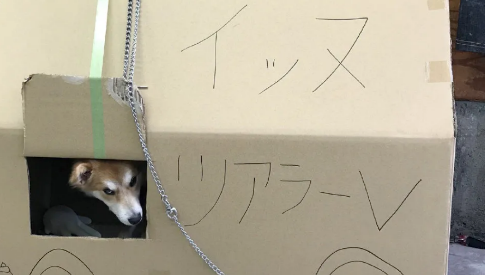 狗狗两次被遗弃,医生领养一年后,明白了它被抛弃的原因