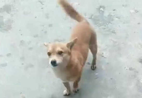 主人在家烤串,小黄狗从外面偷排骨交给主人,狗:给我也烤烤……