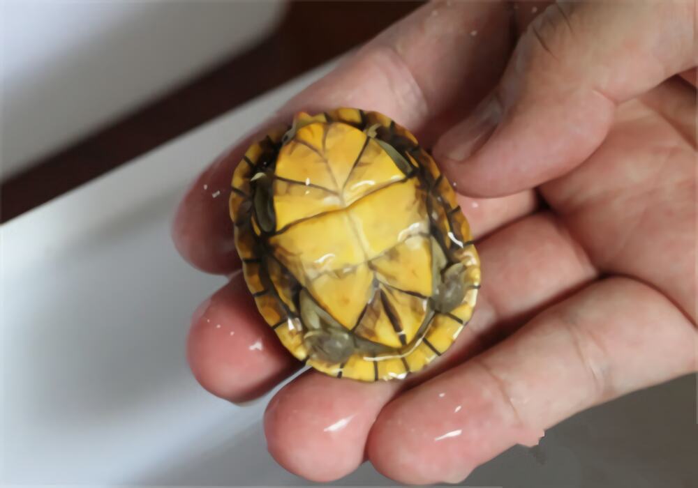 红面泥龟身份信息