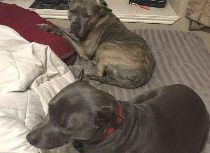 主人遭到打劫，二只曾被抛弃的比特犬，立刻爆冲救出他！