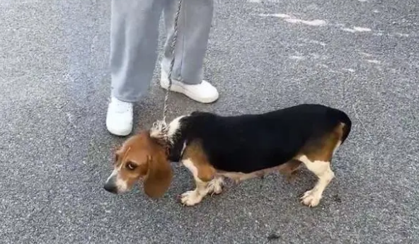 比格犬也难免沦为烂脖子交易品,狗主:想养狗就买,不养就卖