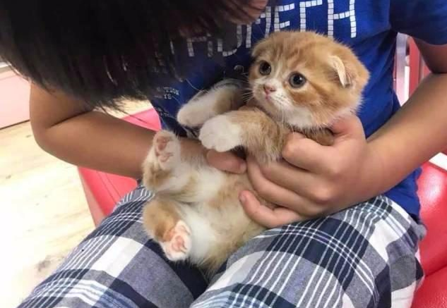 不老男神林志颖儿子kimi趴在地上和宠物猫对视,人比猫萌!