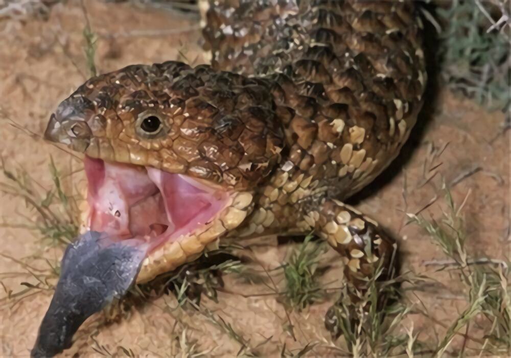 松果蜥身份信息