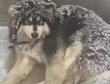 主人狠心把狗狗赶到雪地里睡觉,路人看见后却拍手叫好!