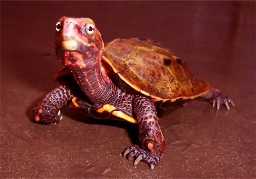 枫叶龟身份信息