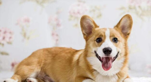 最适合家庭养的五种宠物狗，居然没有泰日天