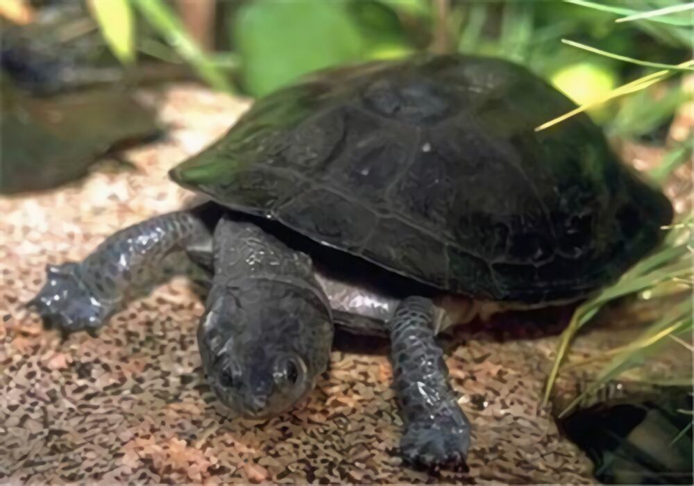 裙边龟身份信息