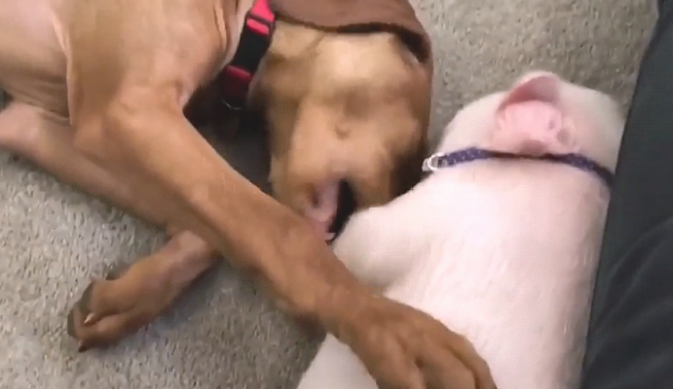 为了更好地图方便，将狗狗和猪放到一起养，一个月后觉得不太舒服