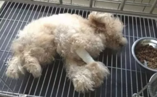 狗狗因粉碎大花瓶被主人踢偏瘫,送医院询价采购后转头离去,心痛