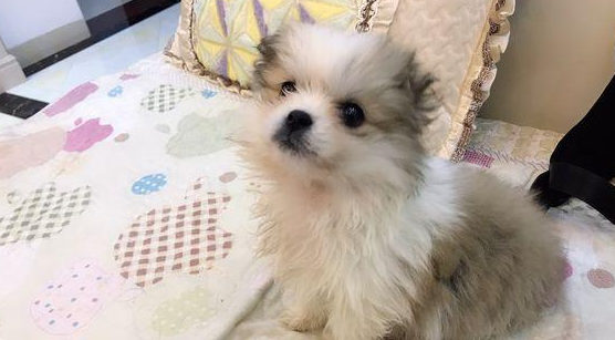 小奶狗在马路边不断的打哆嗦,女生抱住后,商家:这小家伙享福了