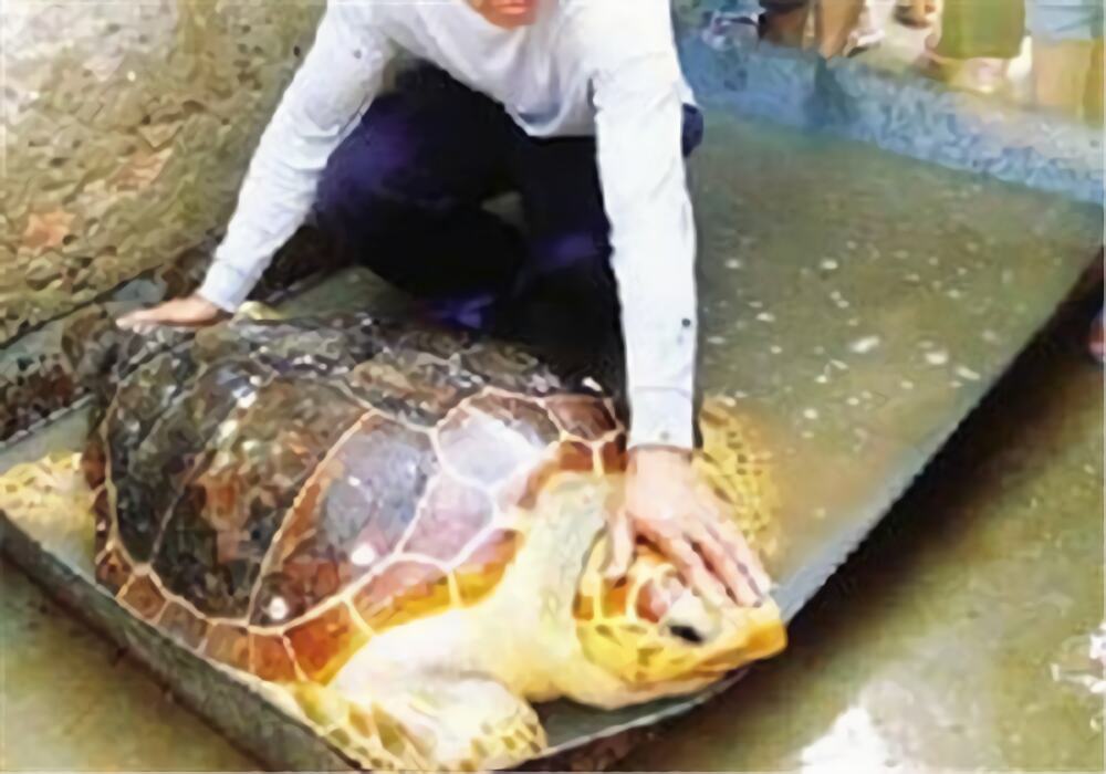 大西洋蠵龟身份信息