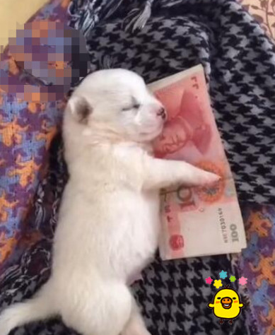 小奶狗晚上睡觉竟怀着这东西，猫奴笑说话，与生俱来的“守财奴”啊！