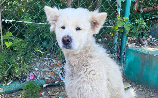 随意弃养造成流浪狗无序繁殖，治理还需从源头解决